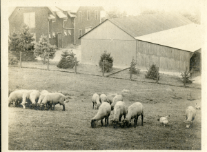 "Upper left of photo is the Sheep Barn in 1915."